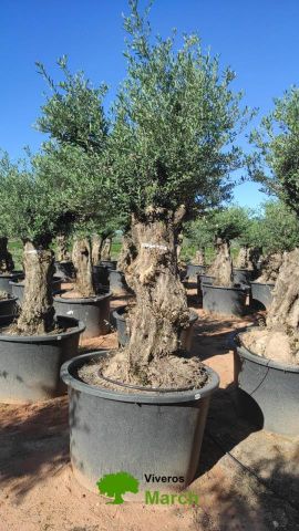 OLEA EUROPAEA-BONSAI 100/120 HT270/340