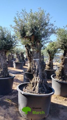 OLEA EUROPAEA-BONSAI 100/120 HT270/340