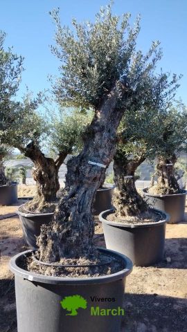 OLEA EUROPAEA-BONSAI 100/120 HT270/340