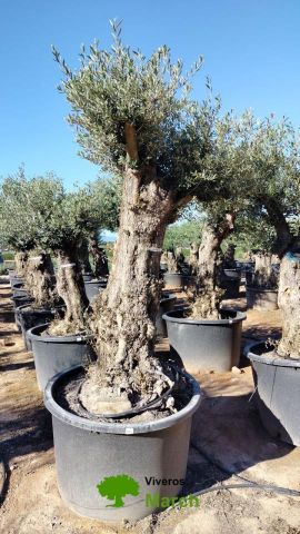 OLEA EUROPAEA-BONSAI 100/120 HT270/340