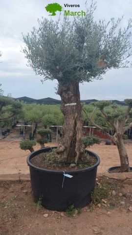 OLEA EUROPAEA-BONSAI 100/120 HT270/340