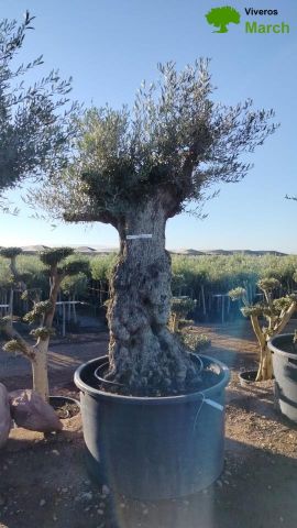 OLEA EUROPAEA-BONSAI 100/120 HT270/340