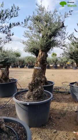 OLEA EUROPAEA-BONSAI 80/100 HT270/340