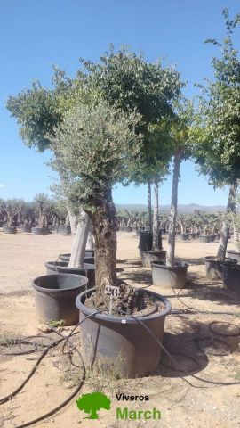 OLEA EUROPAEA-BONSAI 80/100 HT270/340
