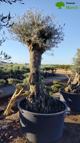 OLEA EUROPAEA-BONSAI 80/100 HT270/340