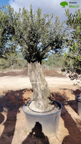 OLEA EUROPAEA-BONSAI 80/100 HT270/340