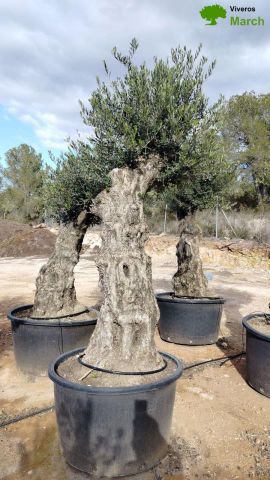 OLEA EUROPAEA-BONSAI 80/100 HT270/340