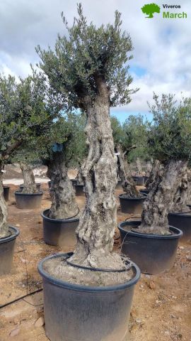 OLEA EUROPAEA-BONSAI 80/100 HT270/340