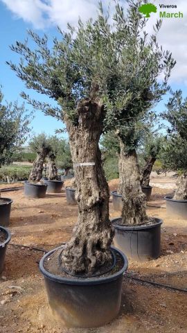 OLEA EUROPAEA-BONSAI 80/100 HT270/340