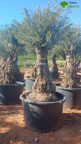 OLEA EUROPAEA-BONSAI 80/100 HT270/340
