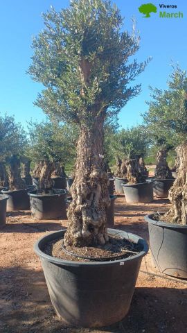 OLEA EUROPAEA-BONSAI 80/100 HT270/340
