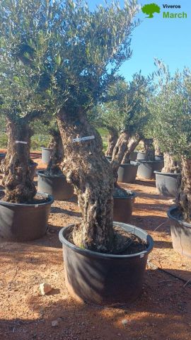 OLEA EUROPAEA-BONSAI 80/100 HT270/340