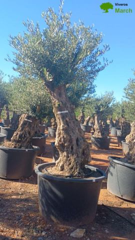 OLEA EUROPAEA-BONSAI 80/100 HT270/340