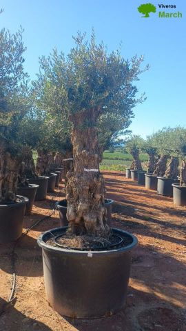 OLEA EUROPAEA-BONSAI 80/100 HT270/340