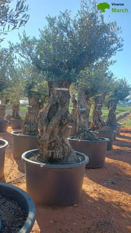 OLEA EUROPAEA-BONSAI 80/100 HT270/340
