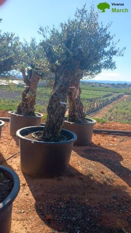 OLEA EUROPAEA-BONSAI 80/100 HT270/340