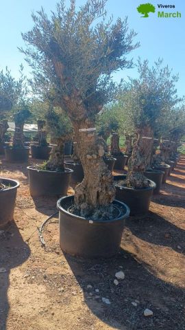 OLEA EUROPAEA-BONSAI 80/100 HT270/340