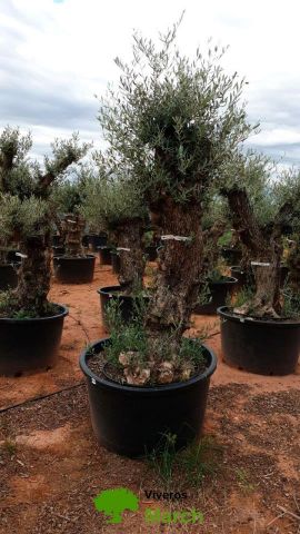 OLEA EUROPAEA-BONSAI 80/100 HT270/340