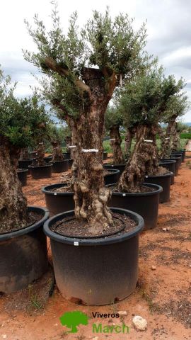 OLEA EUROPAEA-BONSAI 80/100 HT270/340