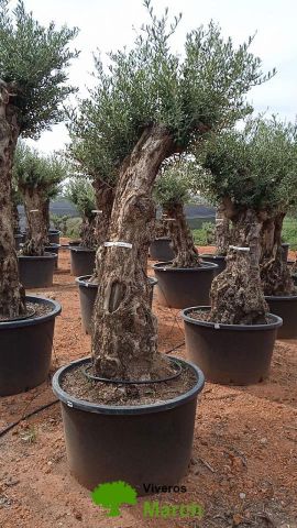 OLEA EUROPAEA-BONSAI 80/100 HT270/340