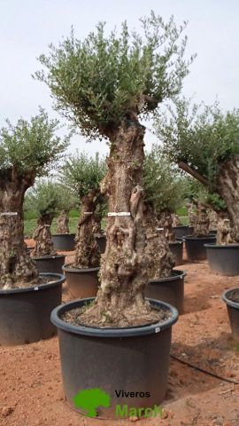 OLEA EUROPAEA-BONSAI 80/100 HT270/340