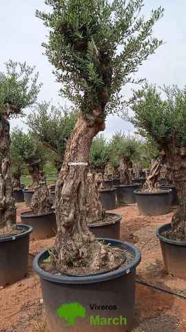 OLEA EUROPAEA-BONSAI 80/100 HT270/340