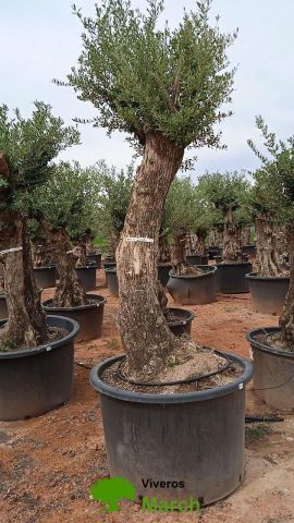 OLEA EUROPAEA-BONSAI 80/100 HT270/340