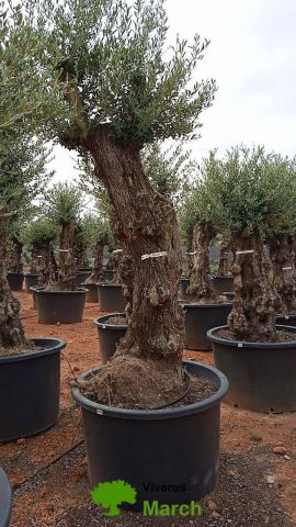 OLEA EUROPAEA-BONSAI 80/100 HT270/340