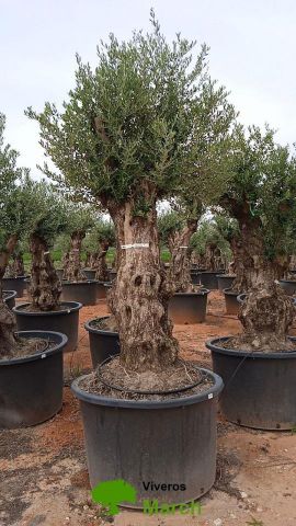 OLEA EUROPAEA-BONSAI 80/100 HT270/340