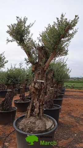 OLEA EUROPAEA-BONSAI 80/100 HT270/340