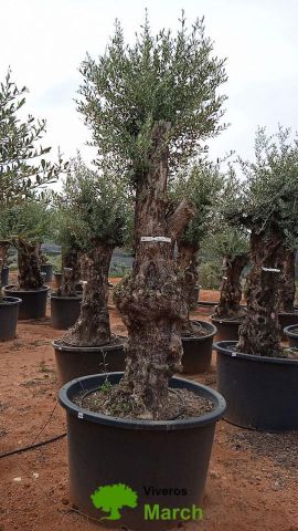 OLEA EUROPAEA-BONSAI 80/100 HT270/340