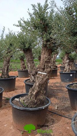 OLEA EUROPAEA-BONSAI 80/100 HT270/340