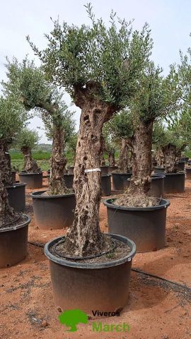 OLEA EUROPAEA-BONSAI 80/100 HT270/340