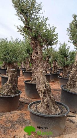 OLEA EUROPAEA-BONSAI 80/100 HT270/340