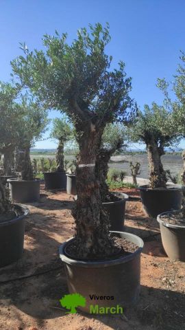 OLEA EUROPAEA-BONSAI 80/100 HT270/340
