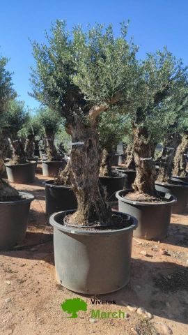 OLEA EUROPAEA-BONSAI 80/100 HT270/340