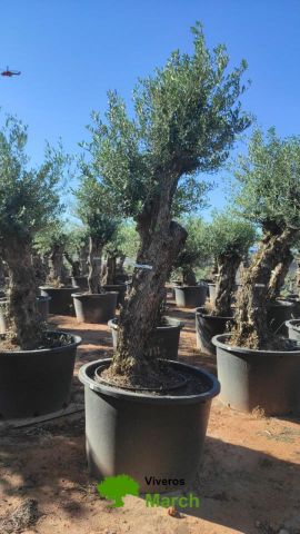 OLEA EUROPAEA-BONSAI 80/100 HT270/340