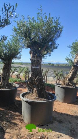 OLEA EUROPAEA-BONSAI 80/100 HT270/340