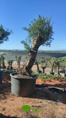 OLEA EUROPAEA-BONSAI 80/100 HT270/340
