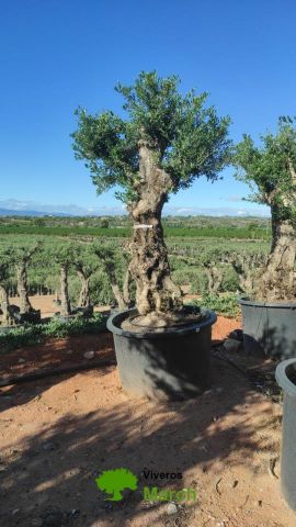 OLEA EUROPAEA-BONSAI 80/100 HT270/340