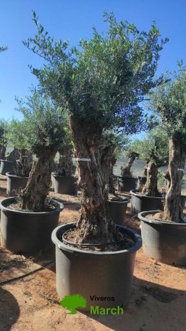 OLEA EUROPAEA-BONSAI 80/100 HT270/340