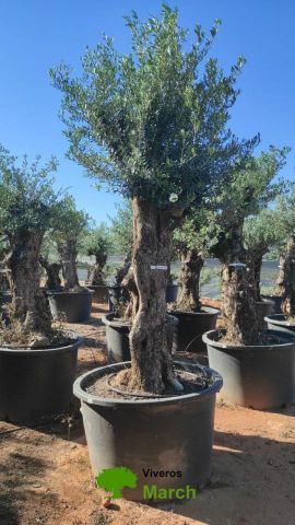 OLEA EUROPAEA-BONSAI 80/100 HT270/340