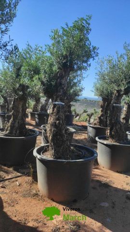 OLEA EUROPAEA-BONSAI 80/100 HT270/340