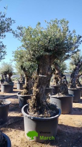 OLEA EUROPAEA-BONSAI 80/100 HT270/340