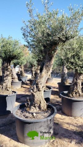OLEA EUROPAEA-BONSAI 80/100 HT270/340