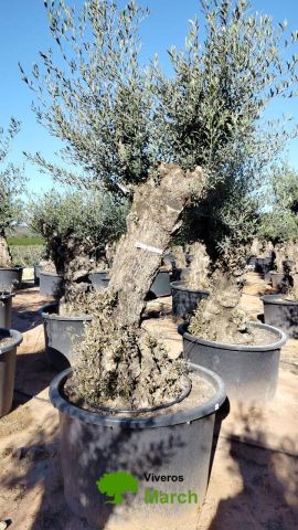 OLEA EUROPAEA-BONSAI 80/100 HT270/340