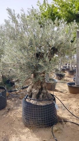 OLEA EUROPAEA BONSAI CPTM 100/120 HT200/250