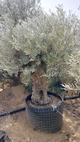 OLEA EUROPAEA BONSAI CPTM 100/120 HT200/250