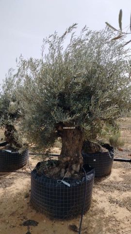OLEA EUROPAEA BONSAI CPTM 100/120 HT200/250