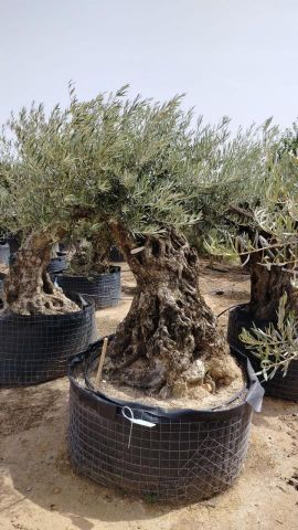 OLEA EUROPAEA BONSAI CPTM 100/120 HT200/250